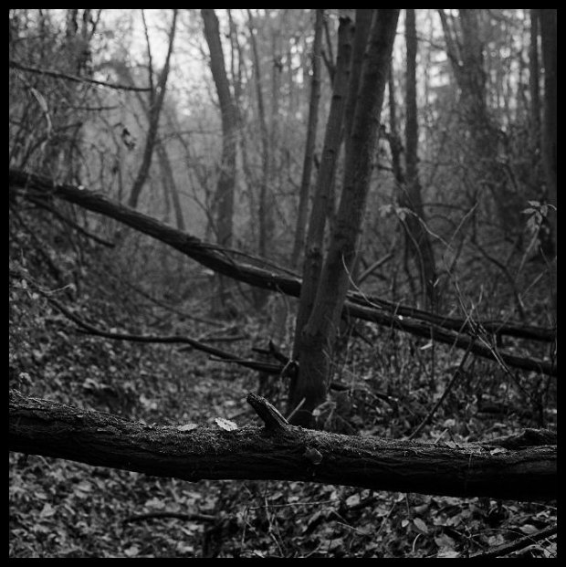 V Lesích u Trmačova