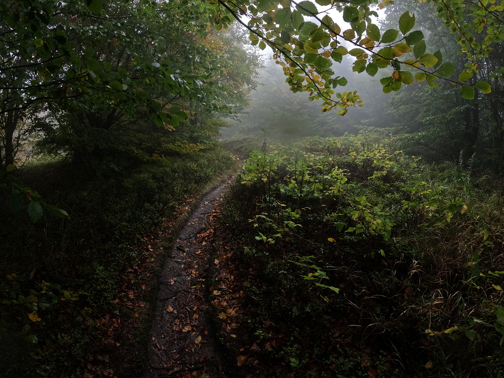 Na Rychlebském hřebeni