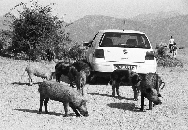 Prasátek je všude jak psů