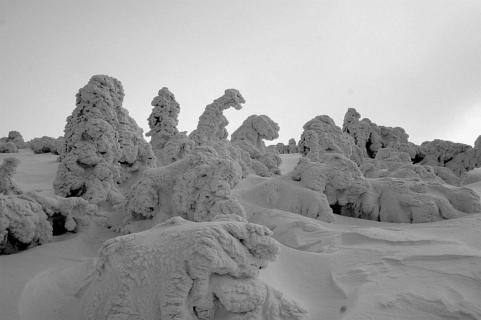 Tyranosaurus Rex na hlavním hřebeni