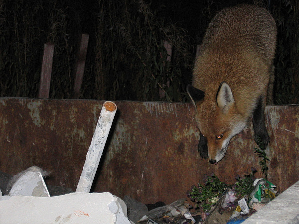 Liška chvilku pařila s náma.