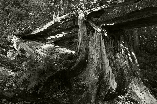 Z pralesa Čerňavina