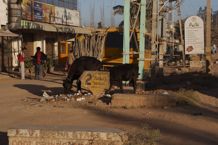 Krávy a psi jsou všude