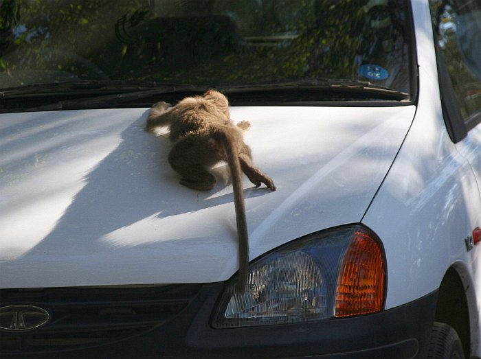 Opice nám bouldruje po autě