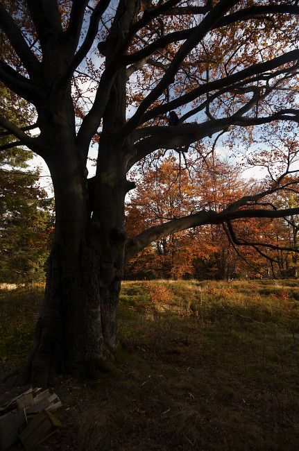 Na stromě je skřítek