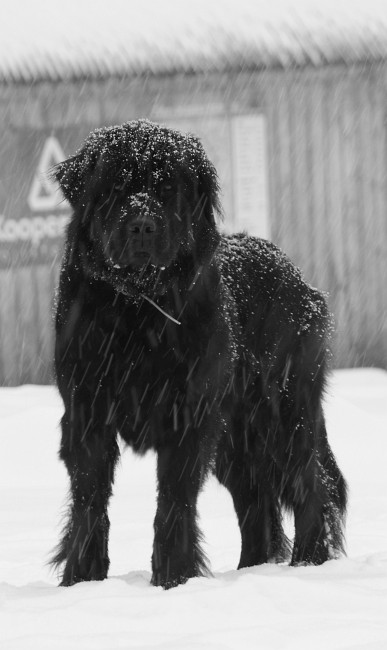 No nevypadá, že by si chtěl hrát