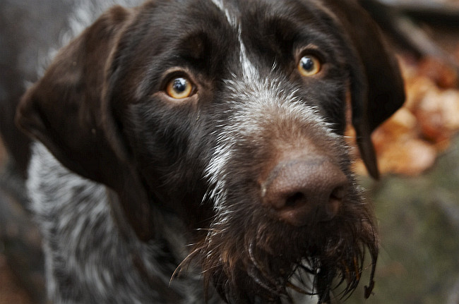 Dag před tím, než si líznul horkého čaje
