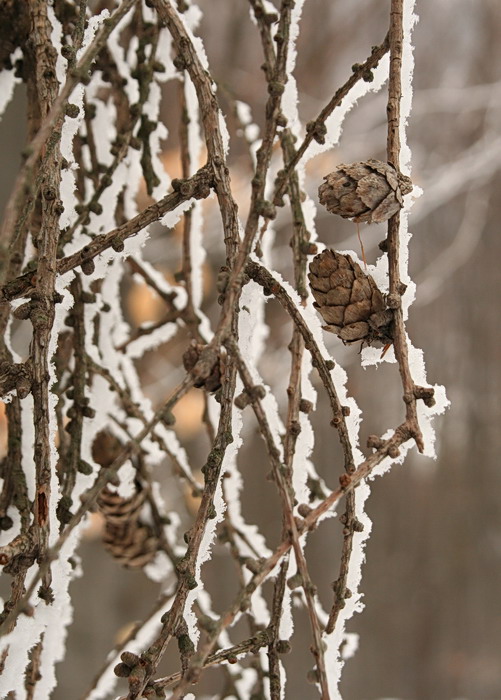 Větvička nad Kouty