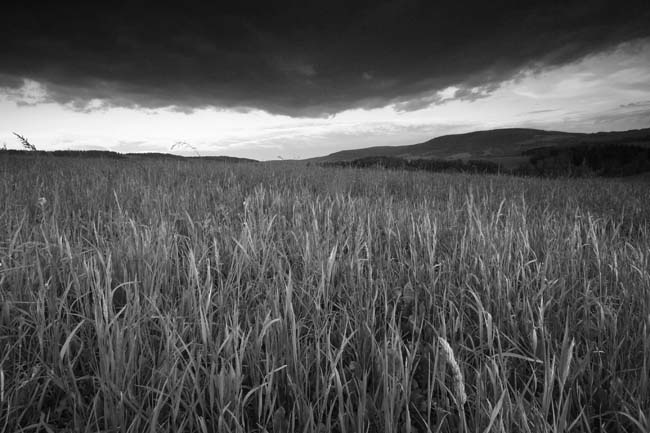 Louky nad Červeným potokem