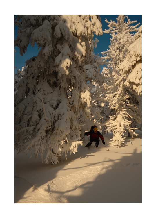 Mareš v bludišti stromů pod Petrovými kameny