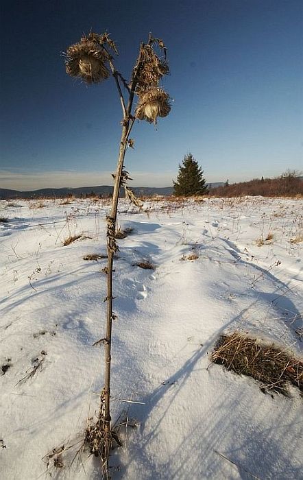 Bodlák na Velké Polaně