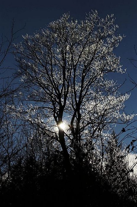 Stříbro na stromech