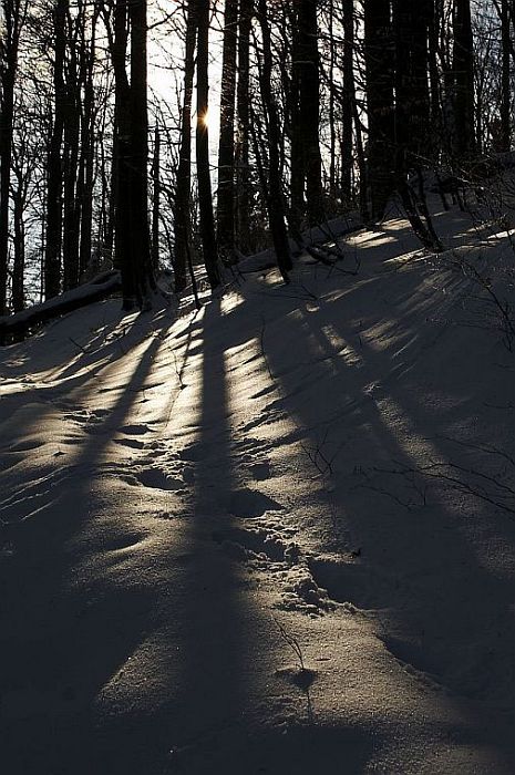 Zima v pralese Čerňavina