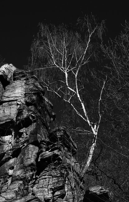 Břízka v "přepadové" cestě