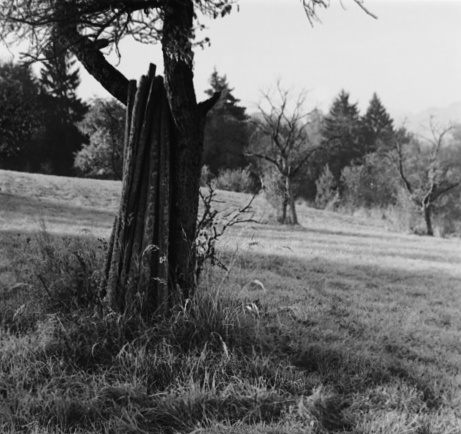 Spíme nad starým sadem