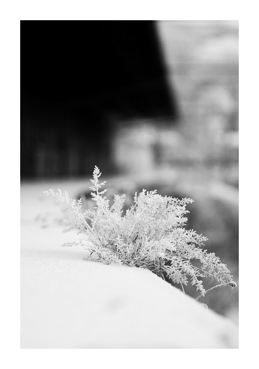 Černobílé odpoledne