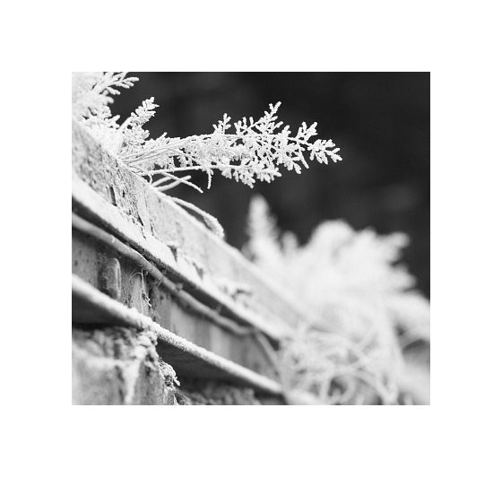 Černobílé odpoledne