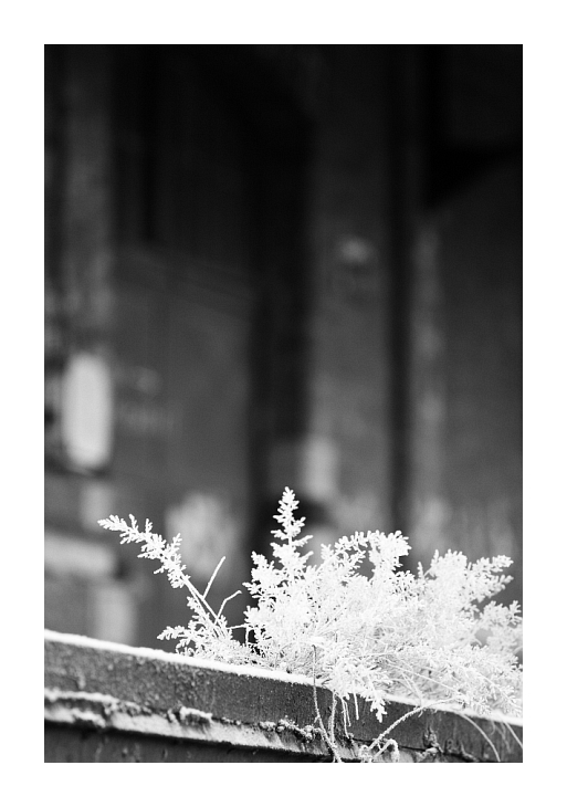 Černobílé odpoledne