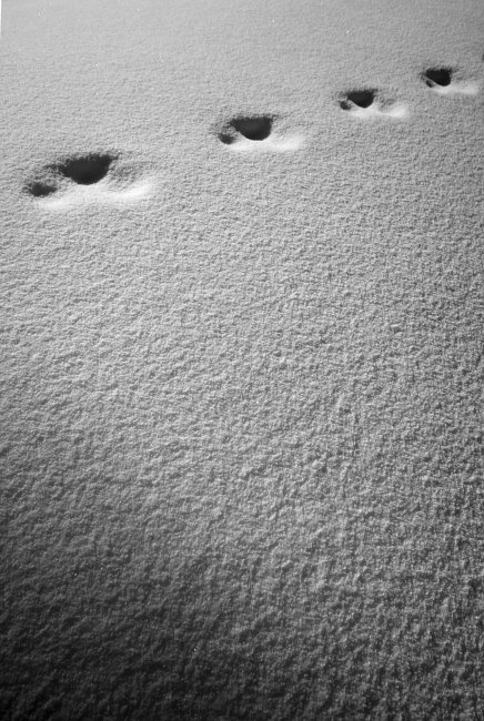 Footprints In The Snow