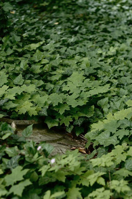 Židovský hřbitov v Moravském Krumlově