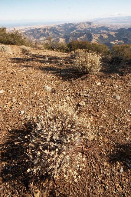 S Tomem krajinu neustále konfrontujeme se vzpomínkama na indiánskéfilmy. Ale ještě jsem nikde neviděl chuchvalce z větviček valící se vevětru krajinou.