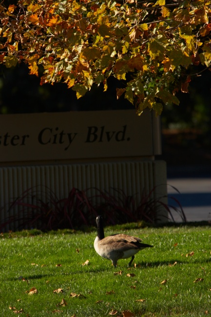 Po San Mateu se úplně volně poflakují různá zvířata. Stádo kačen na cestě například úplně zablokovalo jeden odbočovací pruh