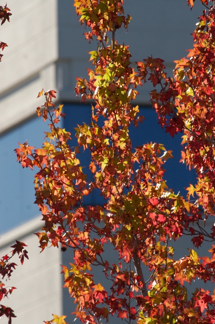 Podzim se hlásí o slovo i tady