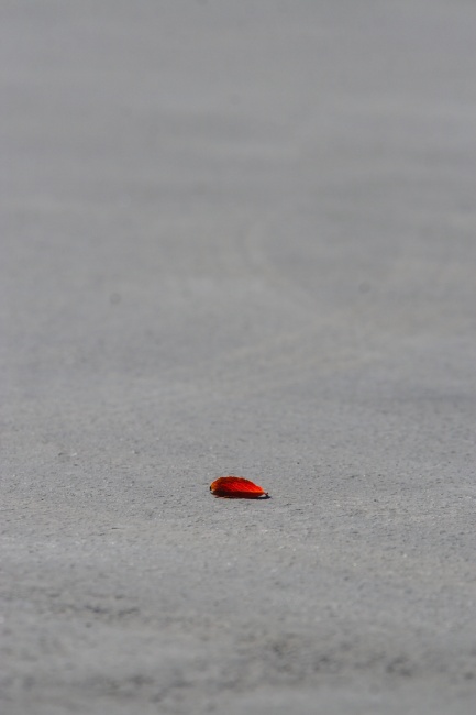 Mít tady tak brusle - všude je tady ideální asfalt na inlajny