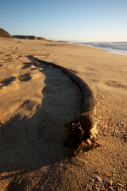 Někdo říkal "chaluha", ale nevím co to doopravdy je. Rostlina? Zvíře? Mimozemšťan? Každopádně je toho na pláži všude plno.