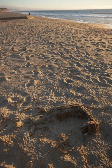 A na závěr již tradičně něco pro Máru. Dnes je to mrtvej tuleň v celé své kráse.