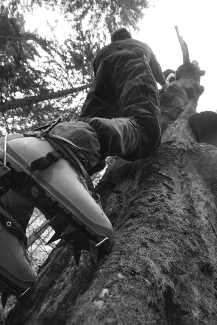 FTC - Free Tree Climbing