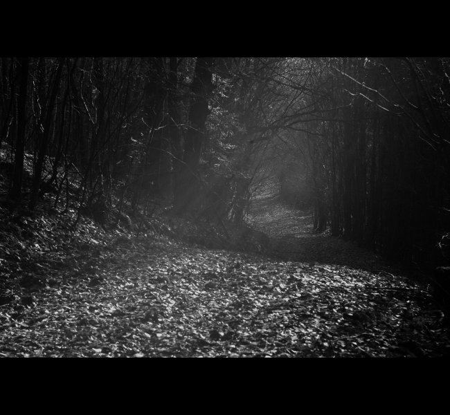 Temnými hvozdy Tišnovskými