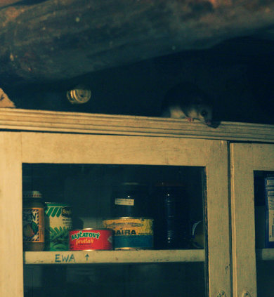 Plšík na návštěvě