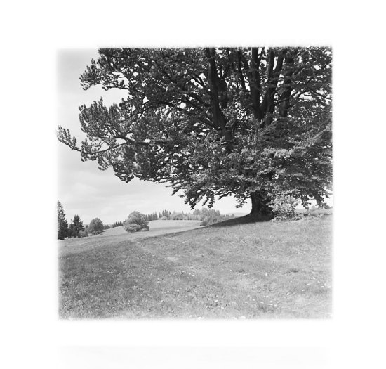 Horské louky pod vrcholem Zákľuky