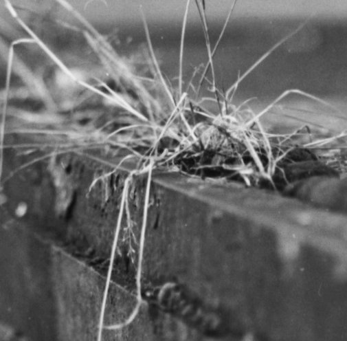  Nijak neupravovaný výřez 1:1 z části, na kterou bylo zaostřeno