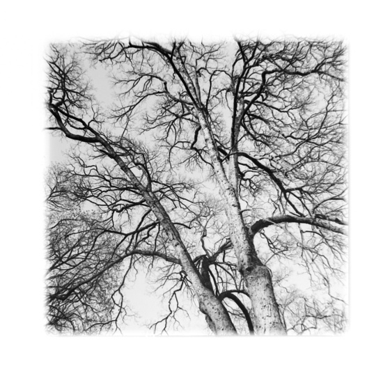 Koruny stromů v parku u Anthroposu.