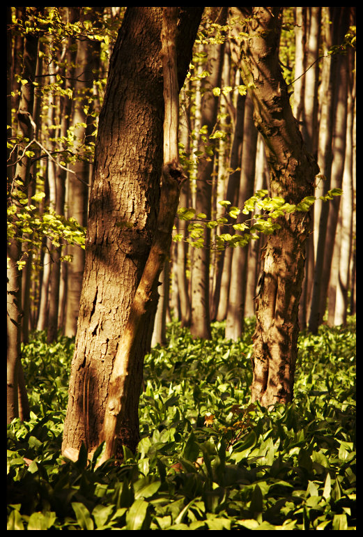 Medvědí česnek roste všude