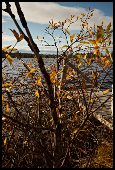 Poslední zbytky barevného podzimu.