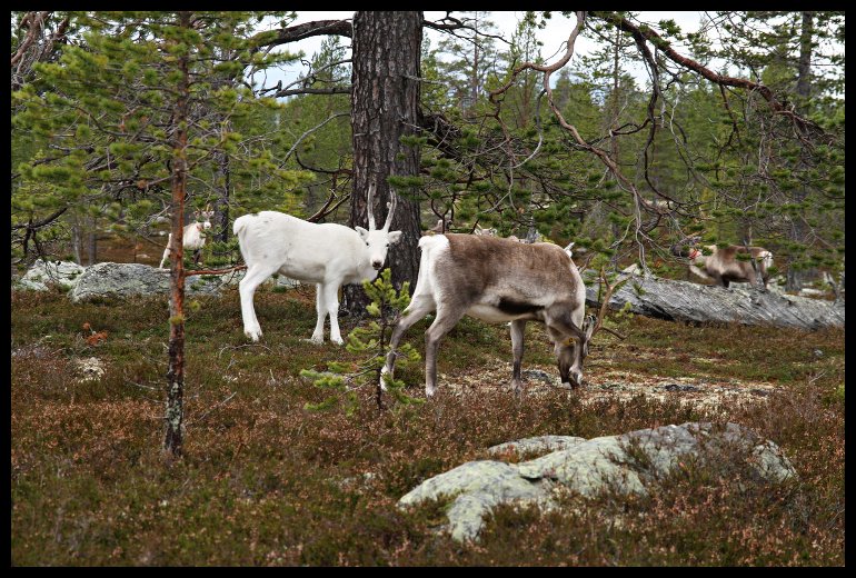 Sobi byli všude. (fotil David)
