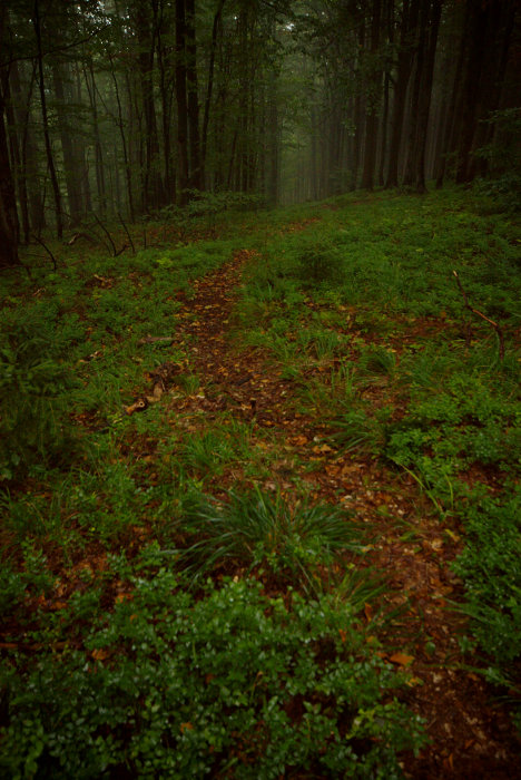 Vlevo prales, vpravo normální les