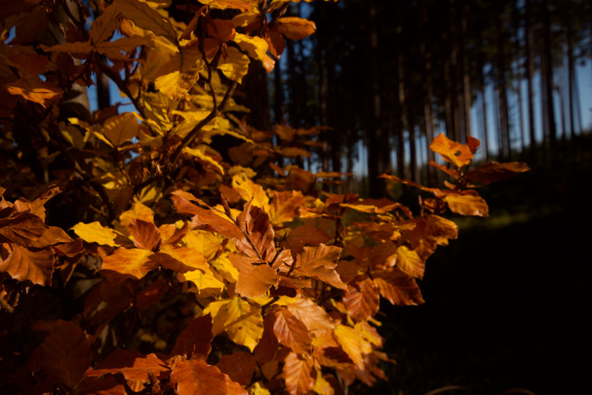 Podzim je konečně tady