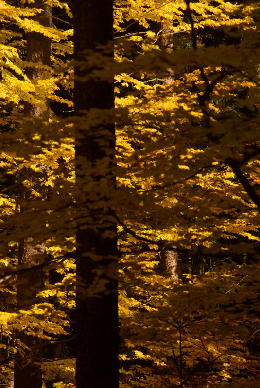 Yellow river yellow river is in my mind and in my eyes ...