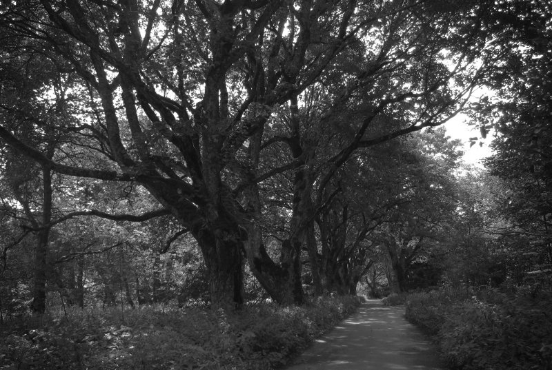 Stará alej nedaleko hrobky rodiny Abelů