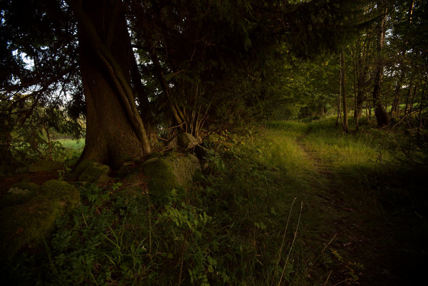 Zarostlá sudetská cesta