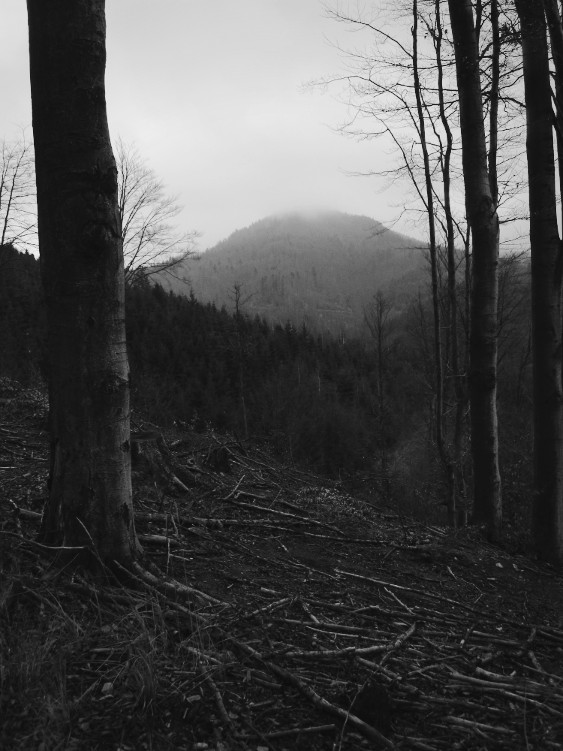 Tam jdeme - do kopce a do mlhy