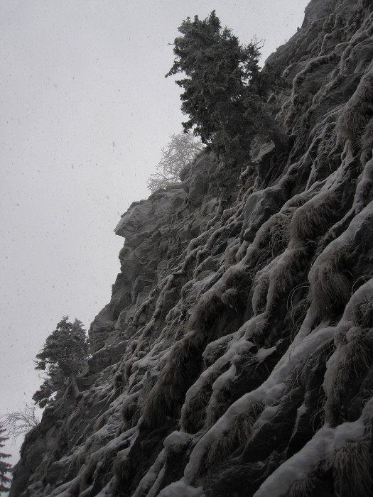 Polezeme k tomu pravému smrku a pak se uvidí