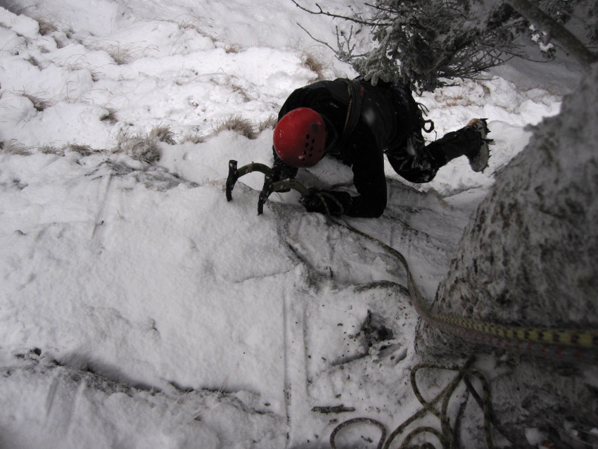 David se hrabe k smrkovému štandu