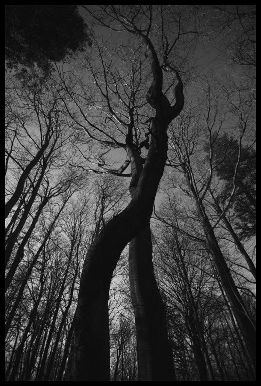 Blázniví tanečníci, Čerňavina