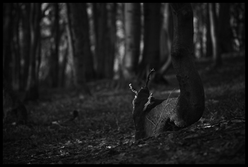 Zakletý Dubánek z Kukyho, Čerňavina