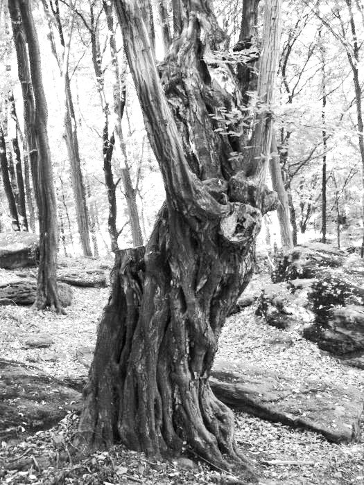 Stromy cestou pod skály